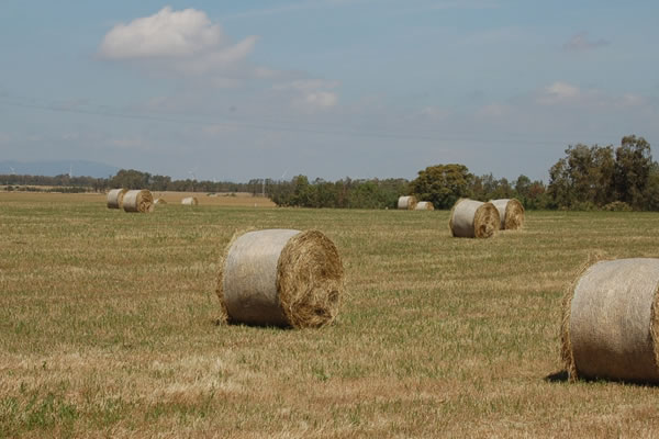 Produzione Foraggi e Mais