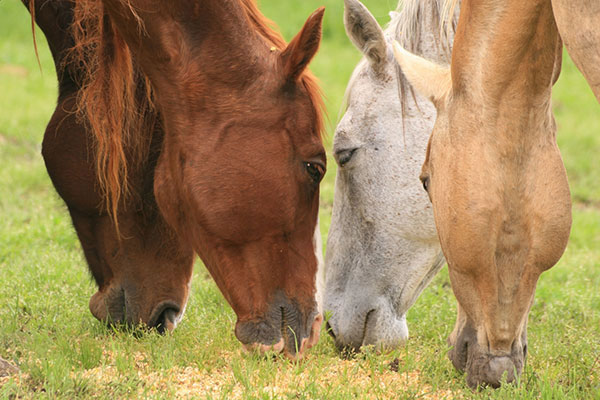 Servizio veterinario