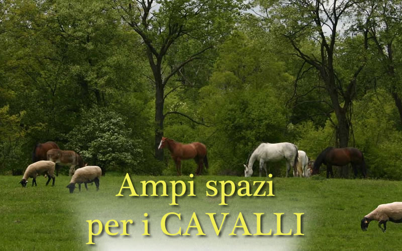 2,5 ettari di prato per i cavalli