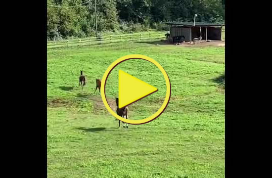 Cascina Borego | Una corsa nel prato in libertà