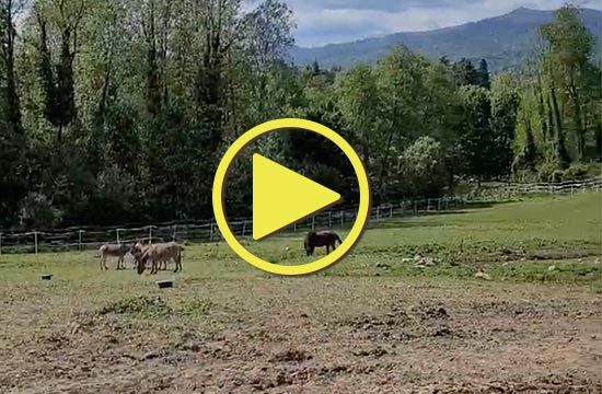 Cascina Borego | Cavalli in libertà