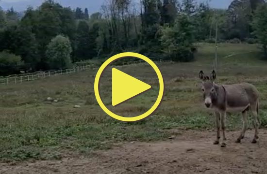 Cascina Borego | Vista della Cascina e degli animali